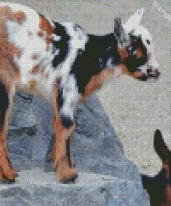 American Pygmy Goats Diamond Painting