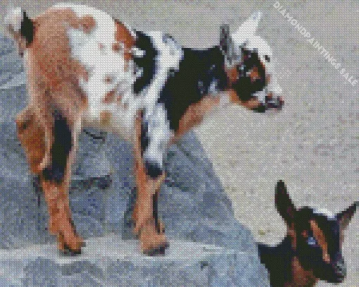 American Pygmy Goats Diamond Painting