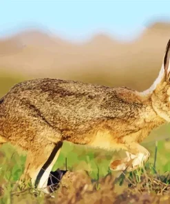 Black Tailed Jackrabbit Diamond Painting