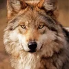 Brown Wolf Diamond Painting