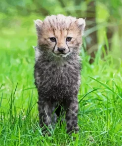 Cheetah Cub Diamond Painting