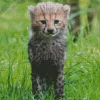 Cheetah Cub Diamond Painting