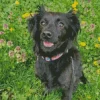 Chiweenie Dog Diamond Painting