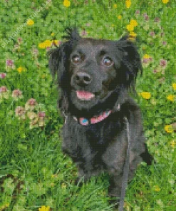 Chiweenie Dog Diamond Painting