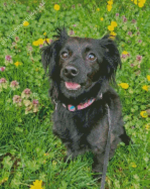 Chiweenie Dog Diamond Painting