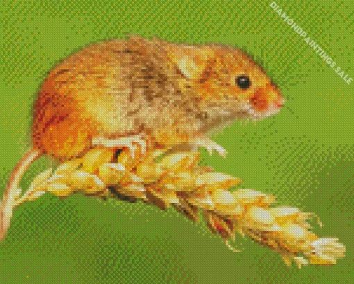Eurasian Harvest Mouse Diamond Painting