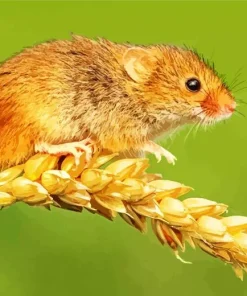 Eurasian Harvest Mouse Diamond Painting