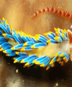 Flabellina Diamond Painting