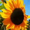 Helianthus Giganteus Diamond Painting