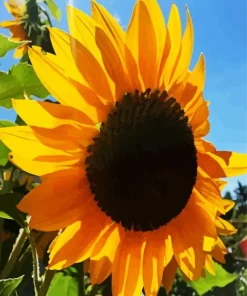 Helianthus Giganteus Diamond Painting