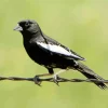 Lark Bunting Bird Diamond Painting