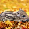 Sleepy Boar Baby Diamond Painting
