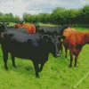 The Aberdeen Angus Diamond Painting
