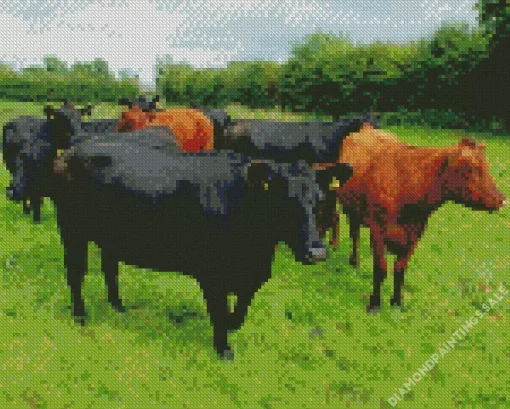 The Aberdeen Angus Diamond Painting