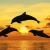 Three Bottlenose Dolphins Silhouette Diamond Painting
