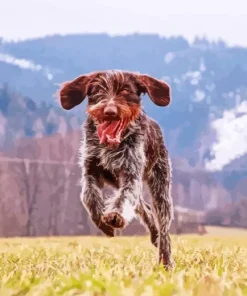Wirehaired Pointing Griffon Diamond Painting
