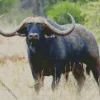African Buffalo Diamond Painting