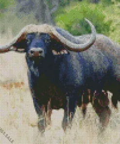 African Buffalo Diamond Painting