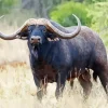 African Buffalo Diamond Painting