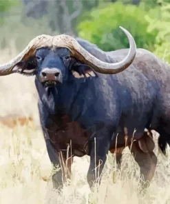African Buffalo Diamond Painting