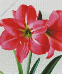 Amaryllis Flower Diamond Painting