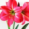 Amaryllis Flower Diamond Painting