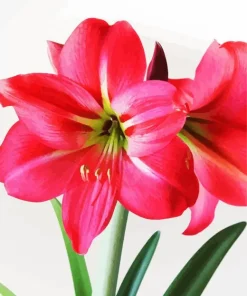 Amaryllis Flower Diamond Painting