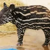 Baby Tapir Diamond Painting