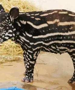 Baby Tapir Diamond Painting