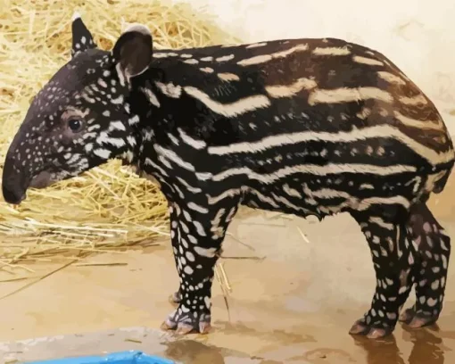 Baby Tapir Diamond Painting