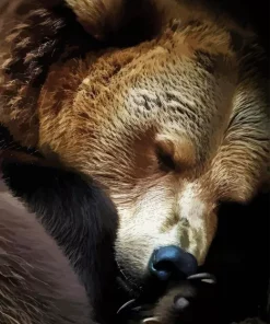 Bear Sleeping Diamond Painting