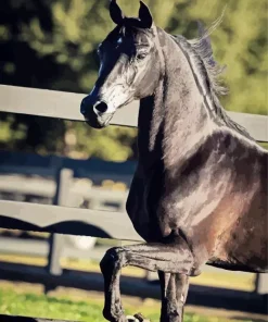 Black Arabian Horse Diamond Painting
