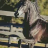Black Arabian Horse Diamond Painting