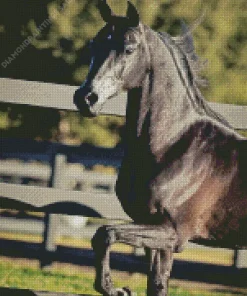 Black Arabian Horse Diamond Painting