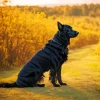 Black Irish Setter Dog Diamond Painting