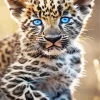 Blue Eyes Leopard Diamond Painting