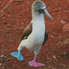 Blue Footed Booby Diamond Painting