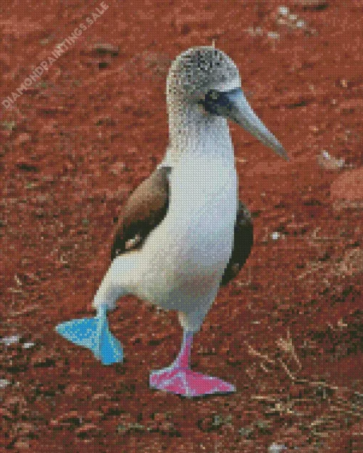 Blue Footed Booby Diamond Painting