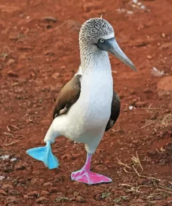 Blue Footed Booby Diamond Painting