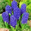 Blue Hyacinth Flowers Diamond Painting