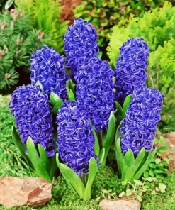 Blue Hyacinth Flowers Diamond Painting