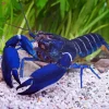 Blue Lobster Diamond Painting