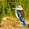 Blue Winged Kookaburra Bird Diamond Painting