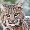 Bobcat Face Diamond Painting