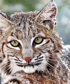Bobcat Face Diamond Painting