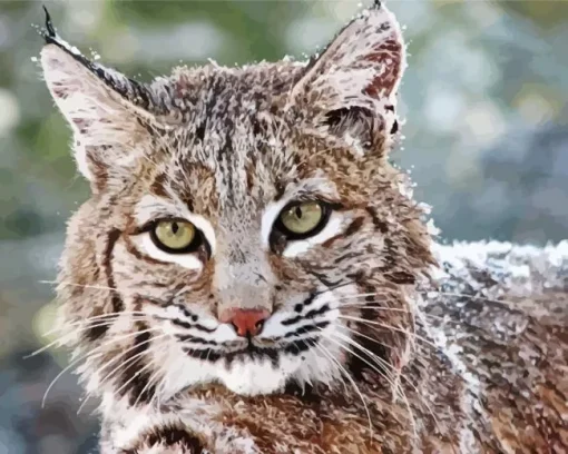 Bobcat Face Diamond Painting