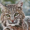 Bobcat Face Diamond Painting