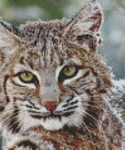 Bobcat Face Diamond Painting
