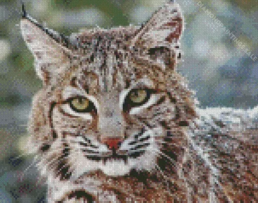 Bobcat Face Diamond Painting