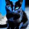 Bombay Cat With Blue Eyes Diamond Painting